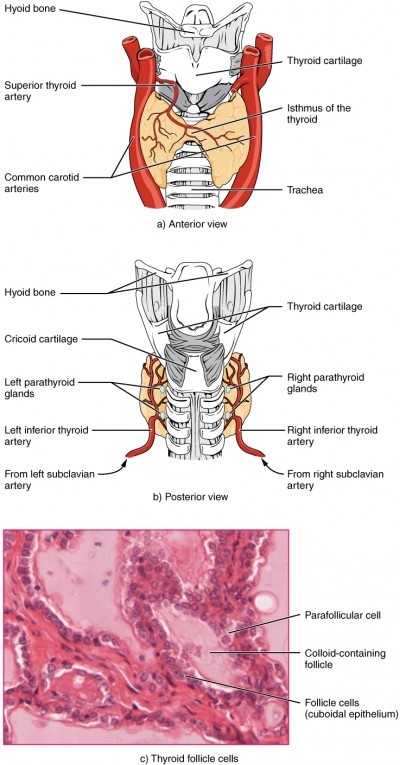 Die Physiologie Des Hormonsystems