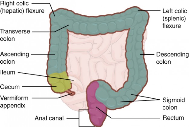 Large Intestine with Rectum and Anal canal