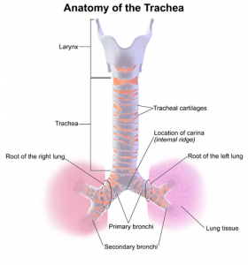 Anatomie der Trachea