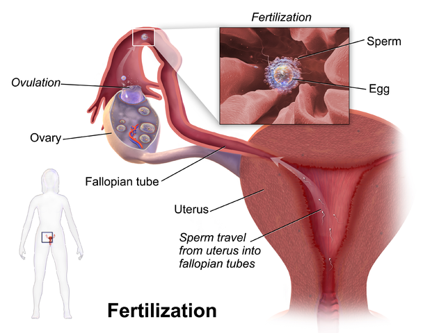 Schematische Darstellung der Befruchtung (Fertilisation)
