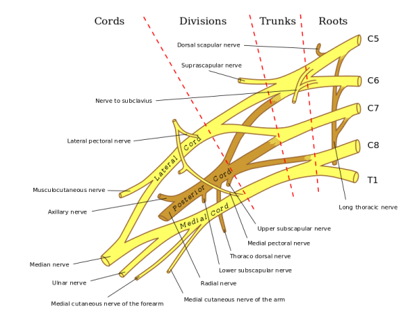 Vorderansicht des rechten brachial plexus