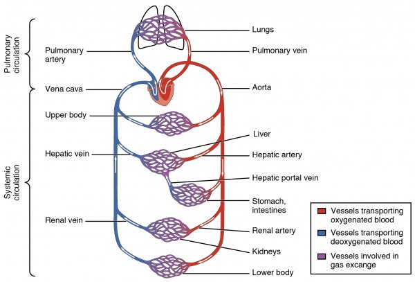 Blutkreislauf schematisch dargestellt