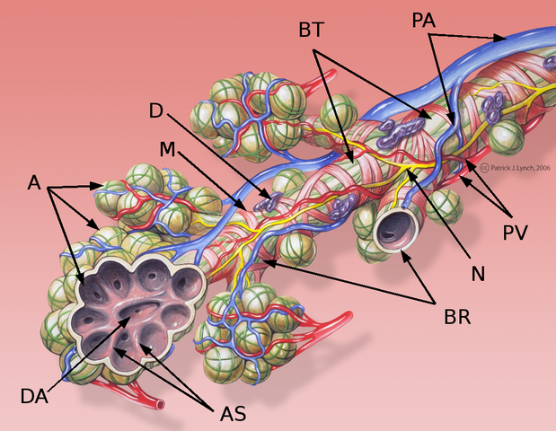 Bronchial Anatomie - Detail der Alveolen und Lungenkreislauf