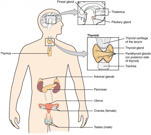 Das endokrine System