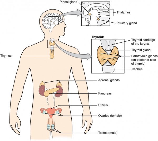 Die Physiologie Des Hormonsystems