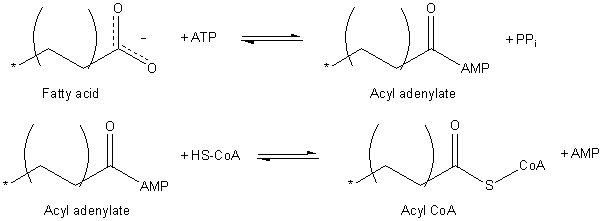 Fettsäuren-Activation