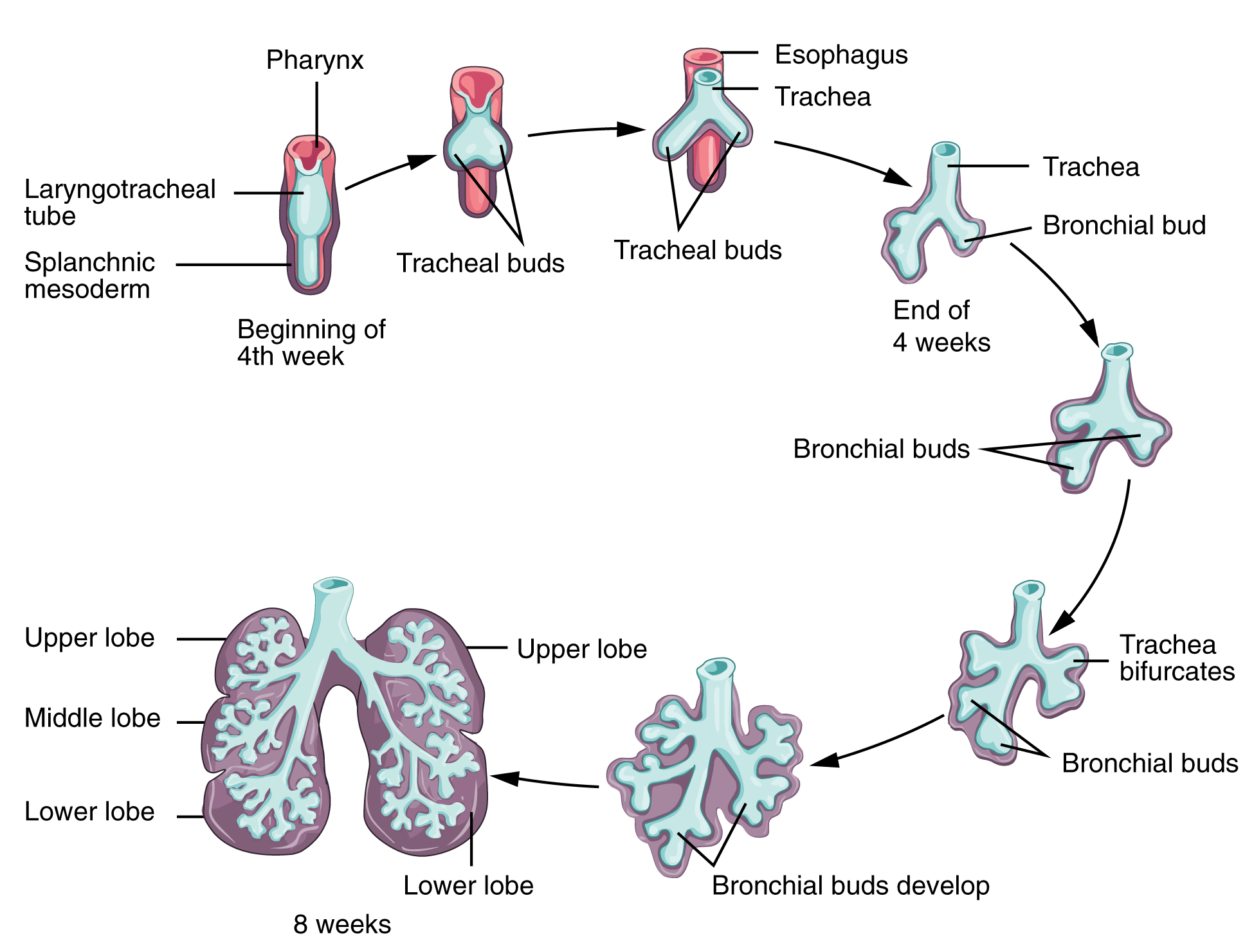 Frühe Phase der Lungenentwicklung