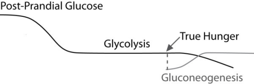Gluconeogenese Kurve
