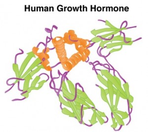 Human Growth Hormone
