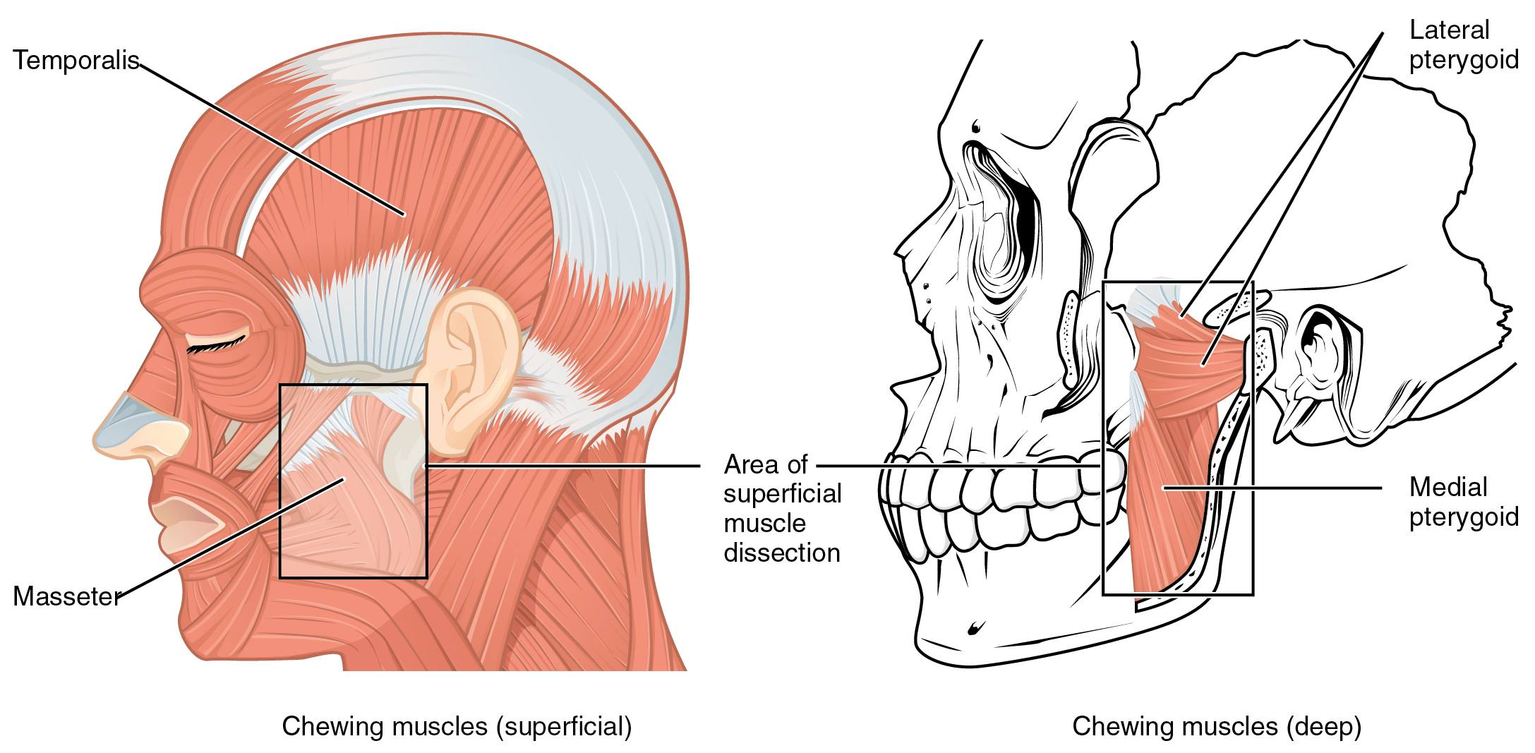 Abbildung der Muskel, die den unteren Kiefer bewegen