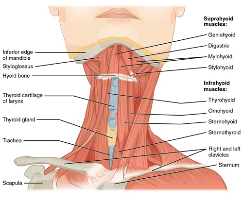 Vorderansicht der Muskeln des Halses