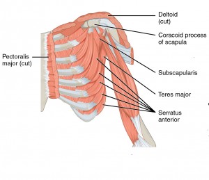 Abbildung des Muskels, der den Oberarmknochen bewegt