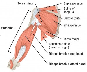 Beschriftete Abbildung des Muskels, der den Oberarmknochen bewegt