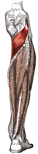 Musculus popliteus