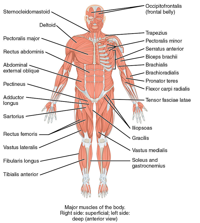 Vorderansicht der menschlichen Muskeln – Schematische Darstellung
