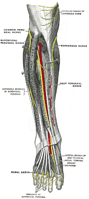 beschriftete Zeichnung der Nerven des Vorderbeins