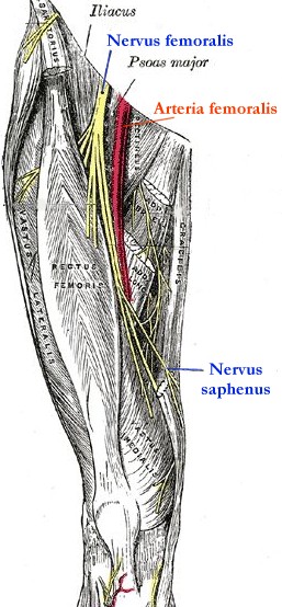 beschriftete Zeichnung des Nervus femoralis