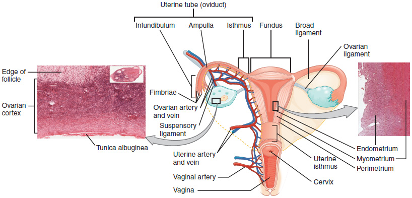 Ovar und Uterus mikroskopisch