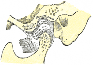 Abbildung des Sagittalschnitt der Anlenkung des Unterkiefers