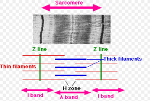 Das Sarkomer ist die kelinste funktionelle Einheit der Muskulatur.