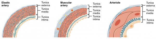 Schematische Darstellung der Arterien und Arteriolen