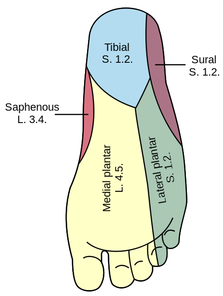 Schematische Darstellung der Hautnerven an der Fußsohle