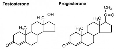 Testosterone and Progesterone