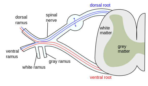Formation des Spinalnervs von den dorsalen und ventralen Wurzeln