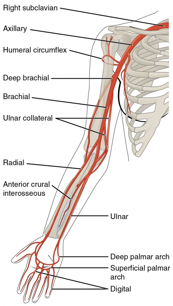 Beschriftete Abbildung der Arterien, der oberen Extremitäten