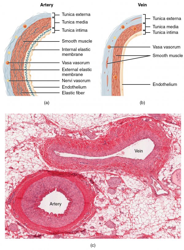 Schematische Darstellung zeigt den Vergleich zwischen Arterien und Venen