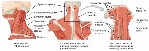 Schematische Darstellung der vorderen und hinteren Halsmuskulatur