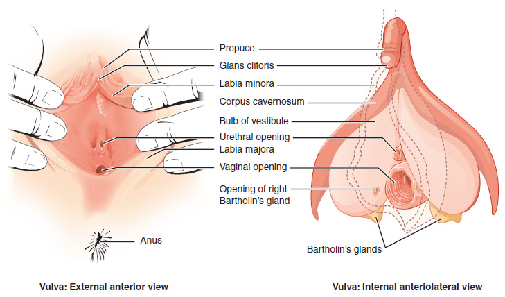 Weibliche scheide die Scheide anatomie,