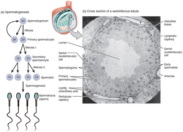 das ist der ablauf der spermatogenese