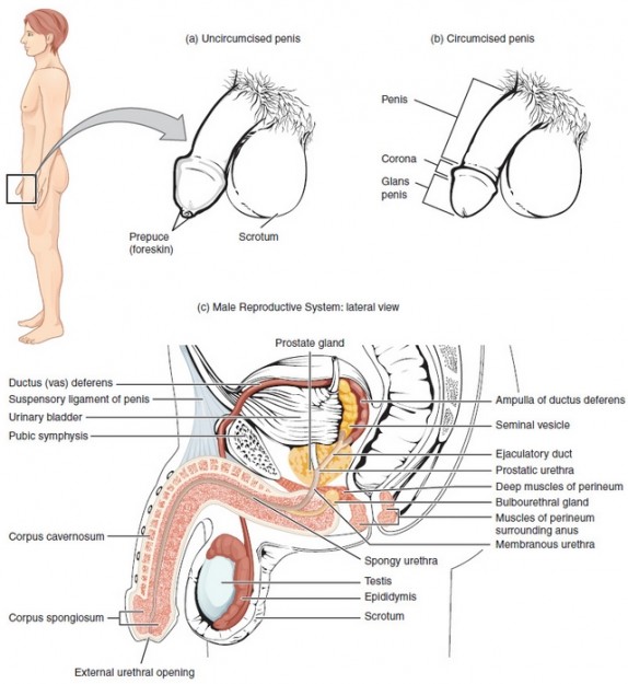 Anatomie mann unterleib