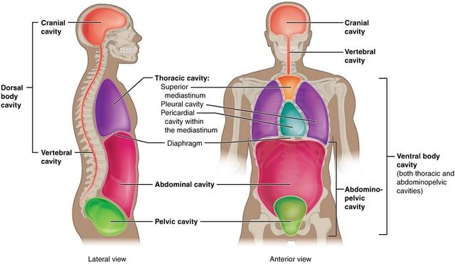 das ist eine abbildung der dorsalen und ventralen körperhöhlen