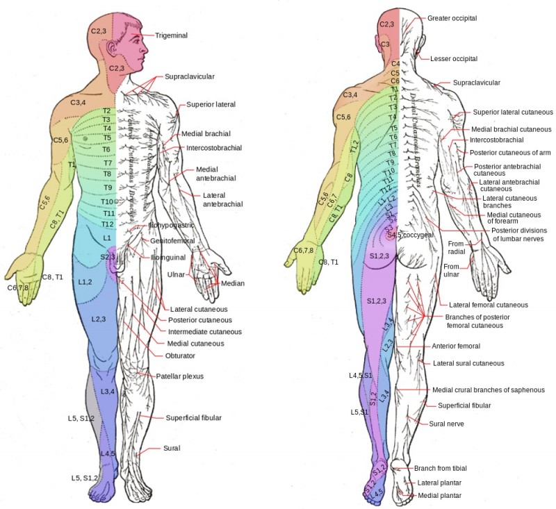 Dermatomes and major cutaneous nerves in an anterior and posterior view