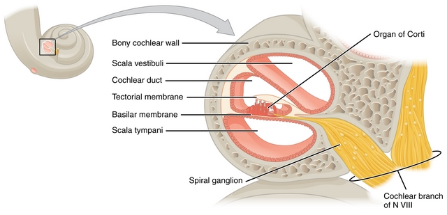 die abbildung zeigt den aufbau der cochlea