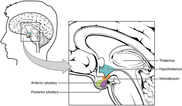 diese abbildung zeigt den aufbau der hypophyse