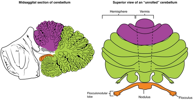 diese abbildung zeigt die hauptregionen des cerebellums