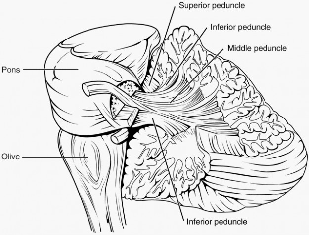Rhombencephalon – Anatomie und Funktion des Rautenhirns hr diagram black and white 