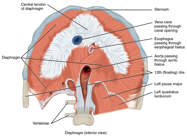 diese abbildung zeigt die muskeln des diaphragmas