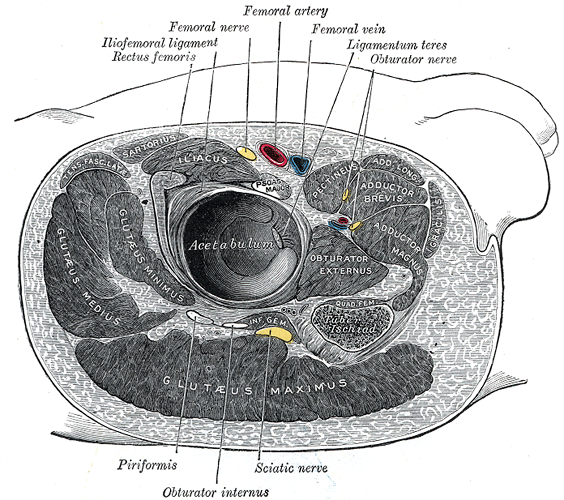 beschriftete Zeichnung der umgebenden Strukturen des rechten Hüftgelenks