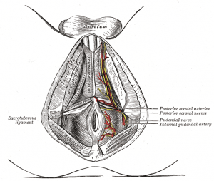 Die unteren rektale Arterien umgeben den Anus.