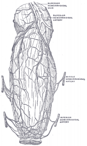 Die Blutgefäße des Mastdarms und des Anus , die die Verteilung und Anastomose in der Nähe des Darmendes zeigen.
