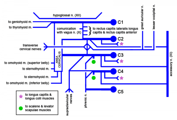 schematische abbildung Cervical plexus schematische abbildung Cervical plexus