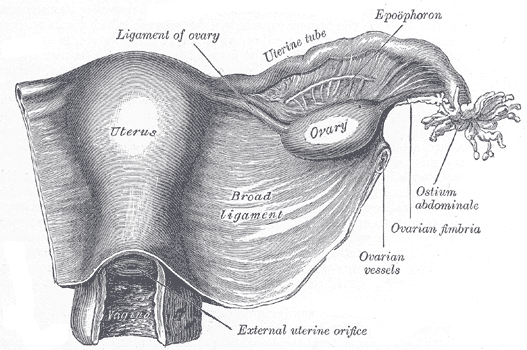 Uterus and right broad ligament, seen from behind.