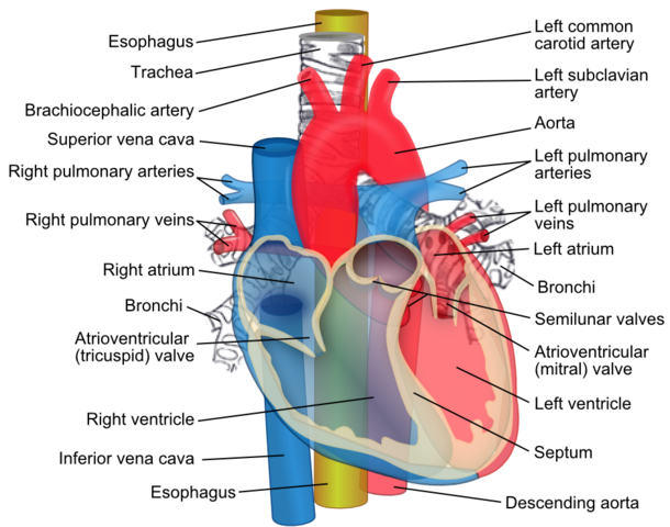 Die Speiseröhre (gelb) verläuft hinter der Luftröhre und des Herzens.