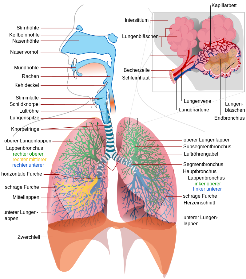 Atmungssystem mit Beschriftungen