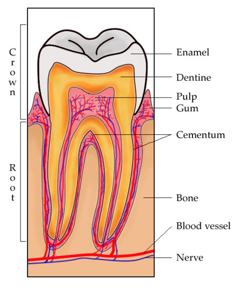 Aufbau Zahn