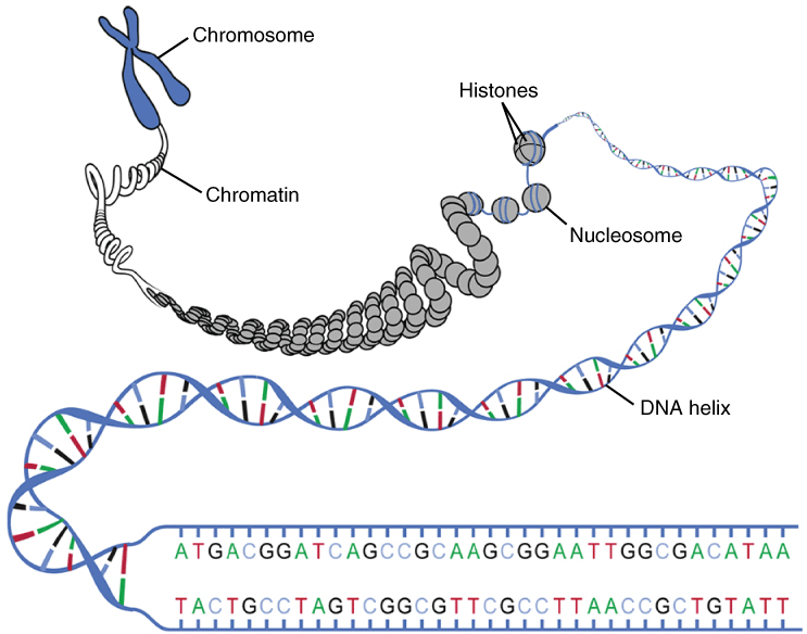 DNA Makrostruktur